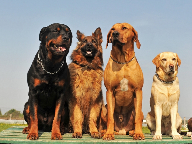 Крупные породы собак в Лосино-Петровском | ЗооТом портал о животных