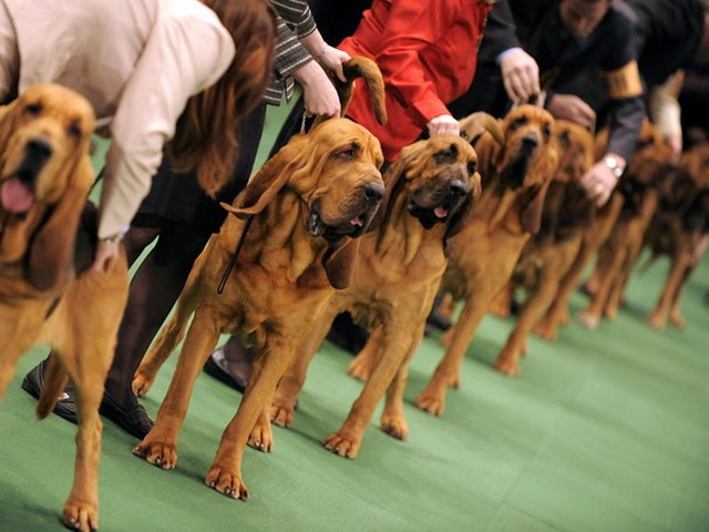 Выставки собак в Лосино-Петровском