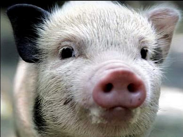 Породы свиней в Лосино-Петровском | ЗооТом портал о животных