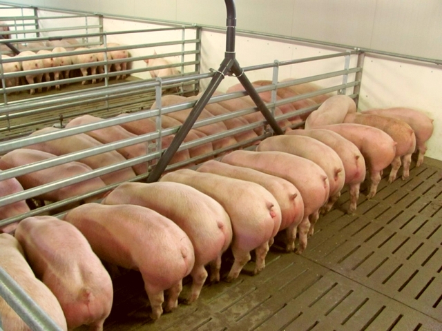 Содержание свиней и уход за ними в Лосино-Петровском | ЗооТом портал о животных