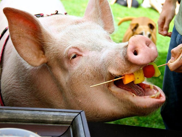 Статьи о свиньях в Лосино-Петровском | ЗооТом портал о животных