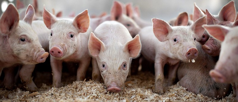 Все о свиньях в Лосино-Петровском | ЗооТом портал о животных