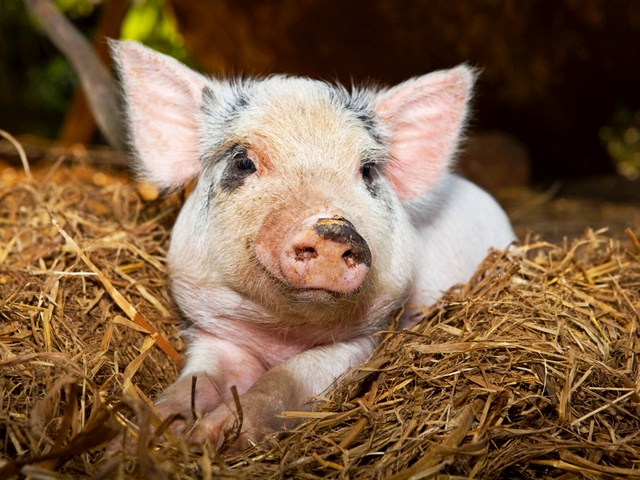 Все о свиньях в Лосино-Петровском | ЗооТом портал о животных