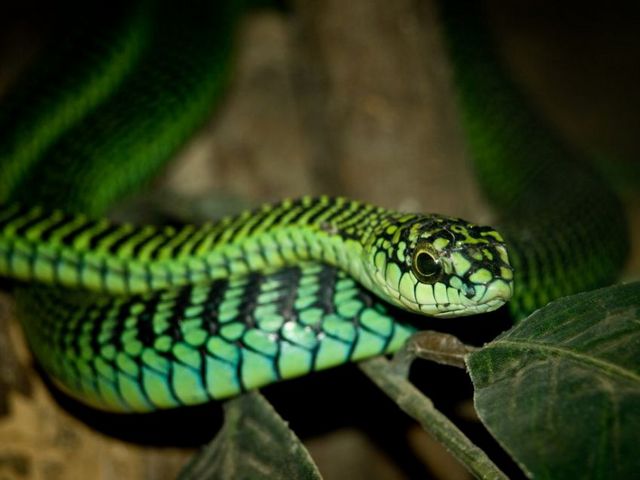Породы змей в Лосино-Петровском | ЗооТом портал о животных