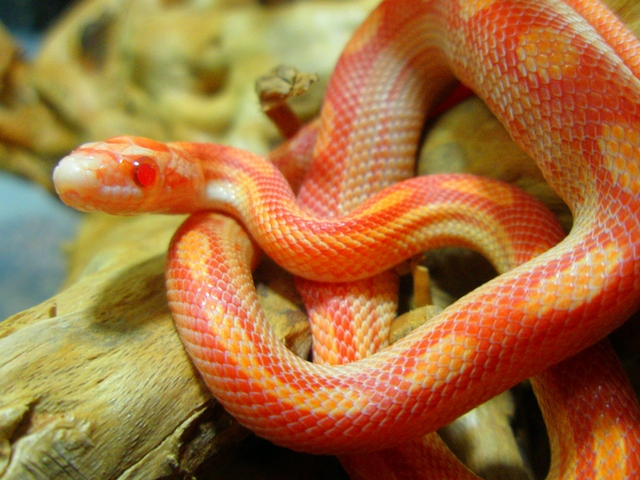 Содержание змей и уход за ними в Лосино-Петровском | ЗооТом портал о животных