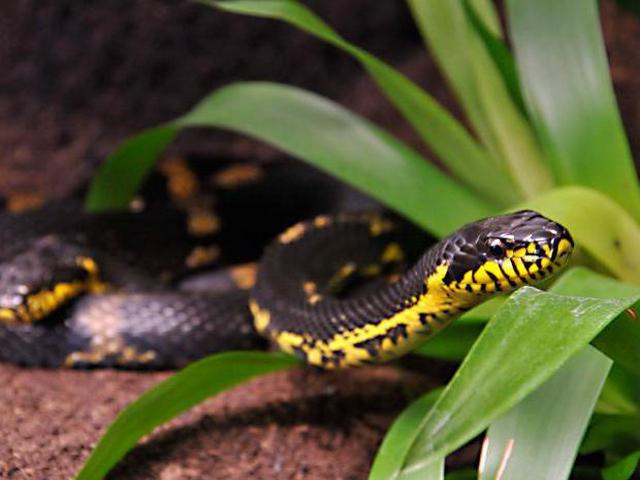 Содержание змей и уход за ними в Лосино-Петровском | ЗооТом портал о животных