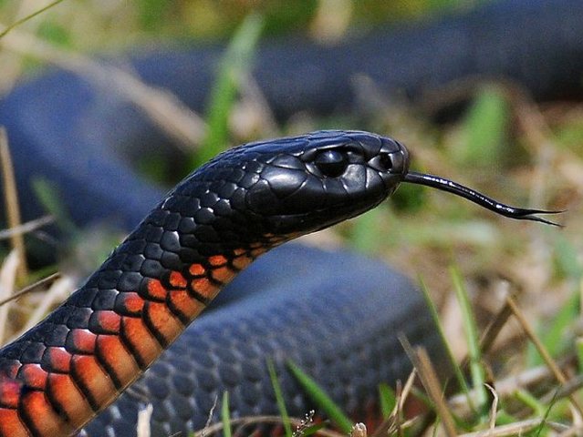 Все о змеях в Лосино-Петровском | ЗооТом портал о животных